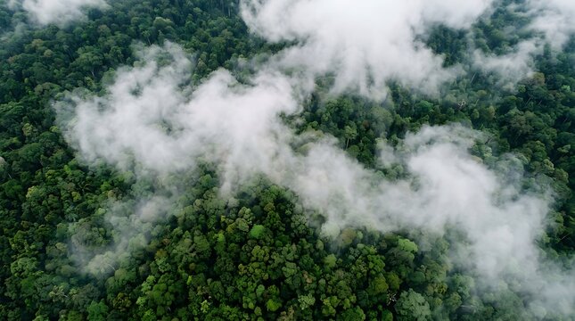 Aerial rainforest canopy with mist lush tropical forest ecosystem and conservation imagery