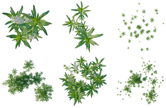 Set of  Galium odoratum tree plan, top view, cutout, transparent background, isolate, Fresh Herb Sprigs Collection - Botanical Elements for Culinary & Natural Designs