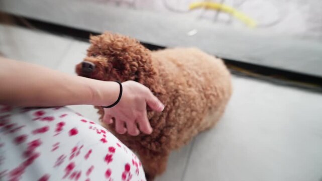 Curly brown dog receiving gentle chin support from human hand in indoor home setting, low-angle close view emphasizing affectionate pet-owner interaction and textured fur