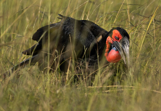 Southern ground hornbill with insect catch at Masai Mara, Kenya