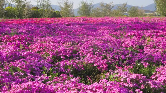 Vibrant field of blooming pink moss phlox flowers in a sunny spring garden