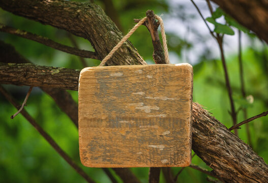 Rustic old wooden empty board on tree offers empty copyspace