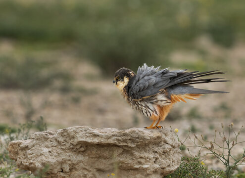 Eurasian hobby shaking ite wings at Saar, Bahrain