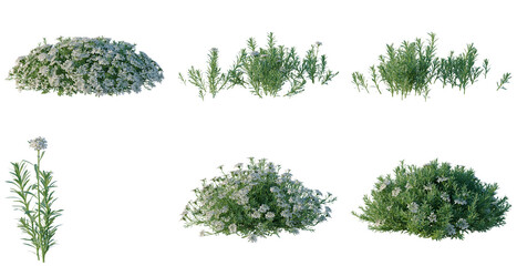 Fototapeta premium Set of Iberis sempervirens tree, elevation, front view, cutout, transparent background, isolate, Variety of Herb Shrubs - Rosemary, Lavender, and Other Garden Plants on Black Background