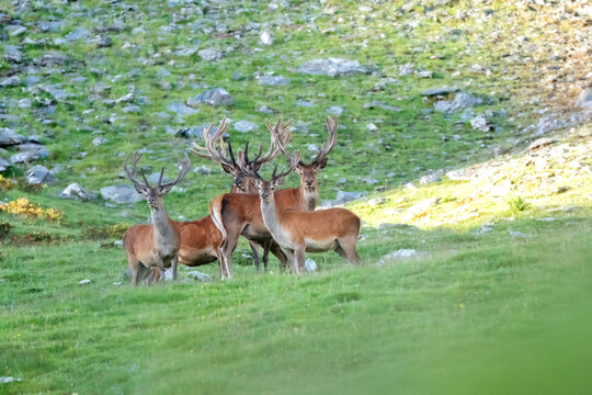 Herd of wild European Red deer stags (Cervus elaphus) pasturing in a summer high altitude alpine meadow at sunrise , Monviso natural Park, Varaita Valley, Piedmont, Italy.