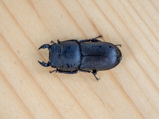 Fototapeta premium High-resolution macro photograph of a Dorcus parallelopipedus or Lesser Stag Beetle resting on a natural wooden surface