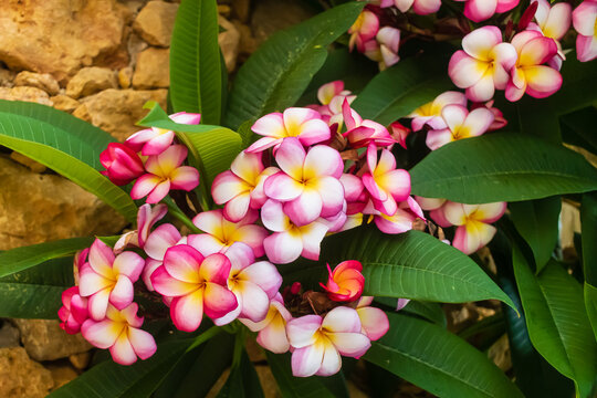 Pink And White Plumeria (Frangipani) Blooms With Yellow Centers Against Tropical Green Leaves