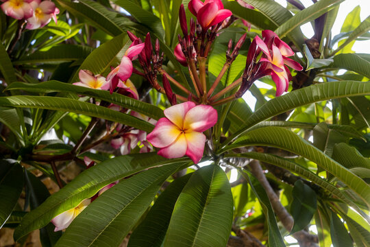 Pink And White Plumeria (Frangipani) Blooms With Yellow Centers Against Tropical Green Leaves