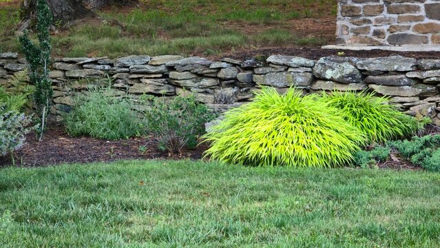 Japanese Forest Grass Hakonechloa Macra