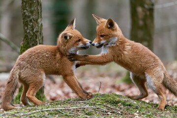 Obraz premium Two playful red fox cubs interacting and touching noses in a forest clearing with mossy ground.