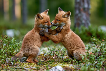 Obraz premium Adorable fox cubs playfully wrestling in a lush green forest, showcasing their wild nature and innocence.
