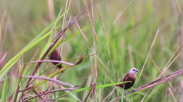 White-headed Munia (Lonchura maja) perched on a grass stem in a lush green field.Slow-motion 480fps 1080p footage. (31 : Second)