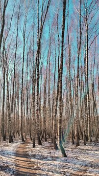 Beautiful birch forest path in early spring with melting snow and clear blue sky