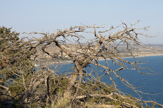 Dead Phoenician juniper (Juniperus phoenicea) tree with bare branches on a cliff overlooking the sea, Episkopi, Cyprus