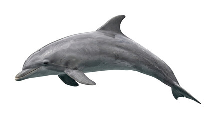 Majestic dolphin theme Sleek dolphin design Realistic dolphin theme Isolated dolphin Wallpaper Background image © maruf