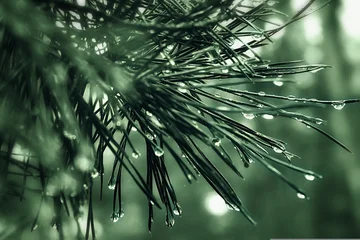 Close Up of Pine Needles Covered in Sparkling Raindrops or Dew © latifah