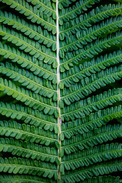 Symmetric green fern frond close-up texture with tiny hidden spider.