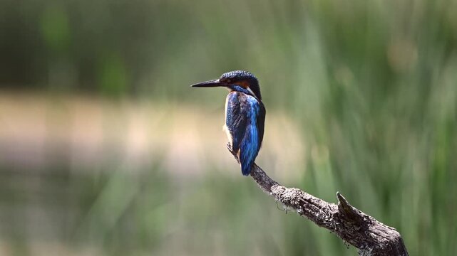 Kingfisher bird sitting on a tree branch hanging over the water