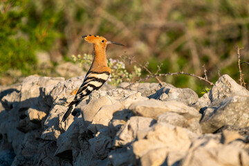 Eurasian Hoopoe - Upupa epops, beautiful orange bird from European forests and meadows, Pag island, Croatia. © David