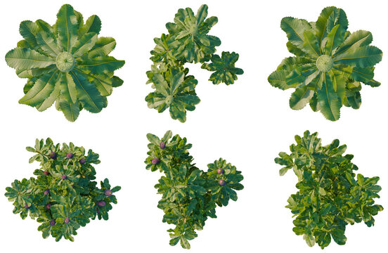 Set of  Banksia robur tree plan, top view, cutout, transparent background, isolate, Collection of lush green foliage plants for landscaping design, garden decoration, outdoor use