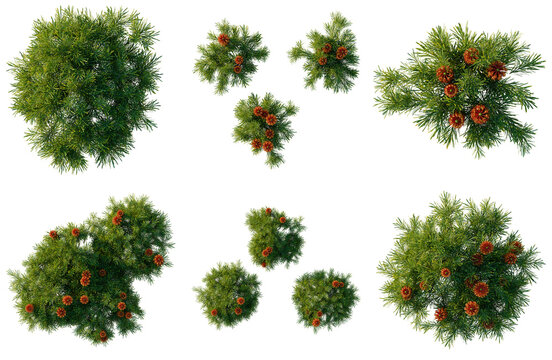 Set of  Banksia spinulosa tree plan, top view, cutout, transparent background, isolate, Collection of Evergreen Trees with Pine Cones - Ideal for Landscape Design & Game Assets