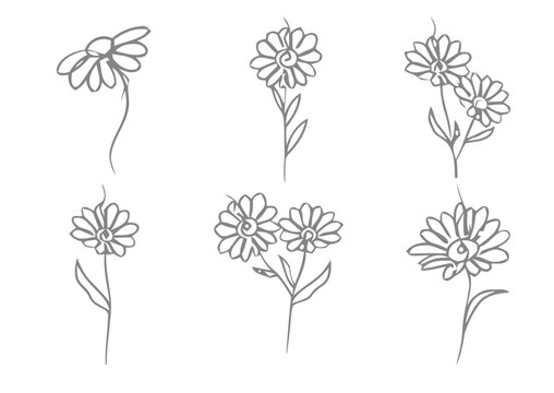 Floral line art collection delicate daisy sketches for design