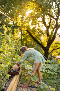 Woman Harvesting Fresh Tomatoes in Raised Garden at Sunset
