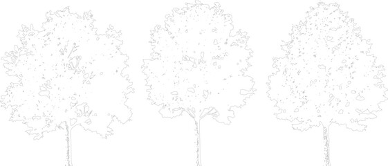 Stylized outline of three trees with detailed leafy crowns and trunks on a transparent checkered background for nature scenes. © MD ALI STOCK
