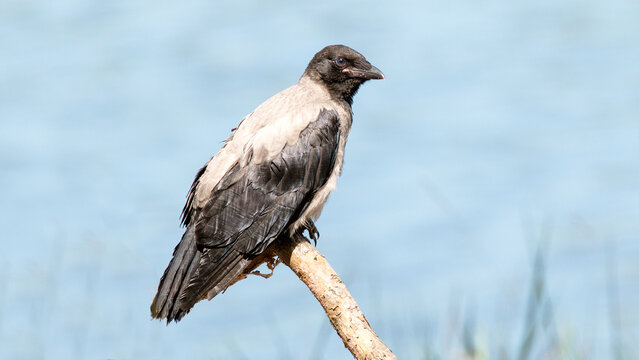 black vulture perched on branch