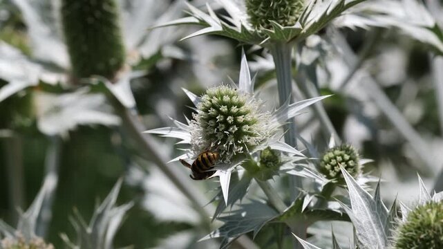 Honey bee pollinating spiky eryngium sea holly flower