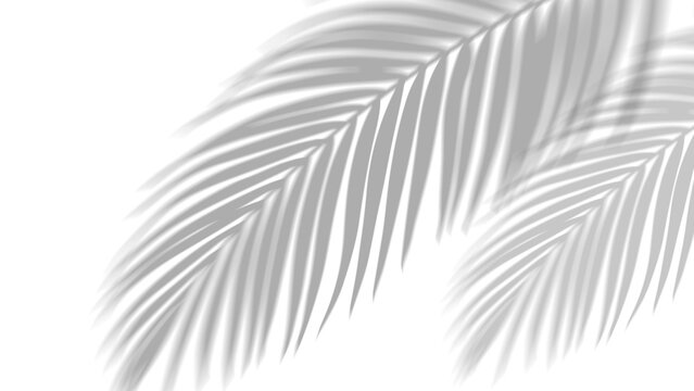 Shadow overlay effect of realistic tropical palm leaves on PNG transparent background. Black white coconut leaf blur shadow and sunlight, summer decorative elegant backdrop. Vector illustration.
