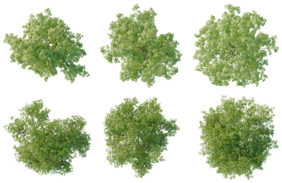 Set of  Gleditsia triacanthos tree plan, top view, cutout, transparent background, isolate, Collection of Lush Green Tree Canopies - Perfect for Landscape Design & Architectural Visualizations