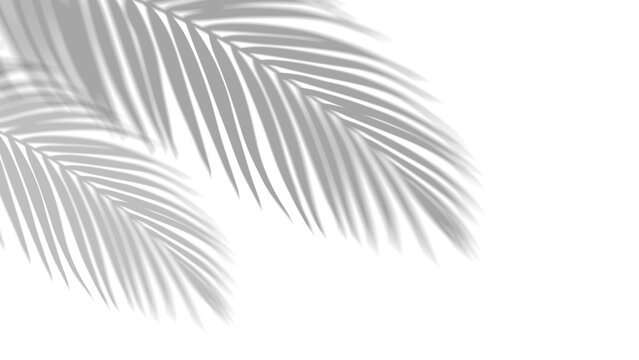 Shadow overlay effect of realistic tropical palm leaves on PNG transparent background. Black white coconut leaf blur shadow and sunlight, summer decorative elegant backdrop. Vector illustration.