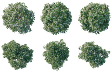 Fototapeta na wymiar Set of Syringa reticulata Ivory silk tree plan, top view, cutout, transparent background, isolate, Realistic Tree Canopies - Diverse Shapes & Textures for Landscape Design and Visualization
