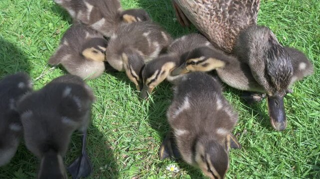 Mallard Duck (Anas platyrhynchos) young Ducklings and adult female in closeup. June, Kent, UK [Half speed]