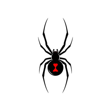 Black widow spider illustration isolated on transparent background
