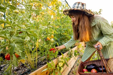 Woman Harvesting Heirloom Tomatoes in Raised Garden Bed © rh2010