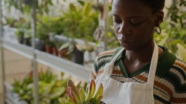 Portrait of African American young adult woman florist holding potted succulent in greenhouse, smiling at camera. Footage is ideal for small business marketing and plant shop advertisements