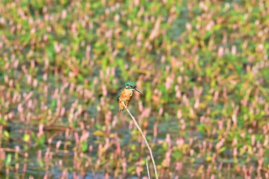 Common Kingfisher, Alcedo atthis, perched above a wetland