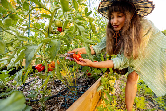 Woman Harvesting Heirloom Tomatoes in Raised Garden Bed