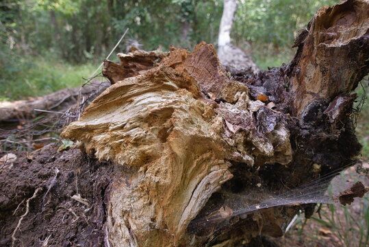 Helpston, Peterborough, Cambridgeshire, England - July 13 2026: Rice Wood - Decayed Fallen Tree Trunk Showing Exposed Wood Grain Texture and Cobwebs on Woodland Floor