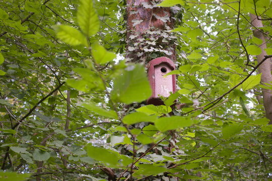 Helpston, Peterborough, Cambridgeshire, England - July 13 2026: Rice Wood - Numbered Conservation Nest Box Mounted on Ivy-Covered Tree in Mixed Broadleaf Woodland