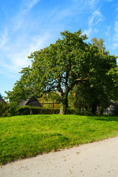 Ahrenshoop, Darss Peninsula, street, garden and old tree