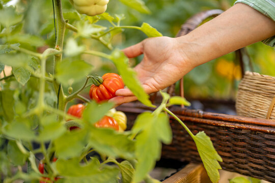 Hand Harvesting Heirloom Tomato from Garden Plant