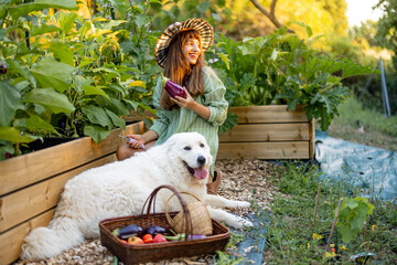 Woman Harvesting Eggplant in Raised Vegetable Garden © rh2010