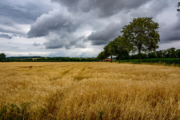 Obraz premium Coesfeld, North Rhine-Westphalia, Germany – July 13, 2026 – A spectacular golden barley field with a neat line of green trees on the right under heavy storm clouds