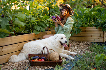 Woman Harvesting Eggplant in Raised Vegetable Garden © rh2010