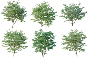 Fototapeta premium Set of Cornus kousa chinensis tree, elevation, front view, cutout, transparent background, isolate, Six Green Trees on Black Background - Digital Illustration for Design Projects