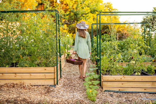 Woman Walking Through Raised Vegetable Garden with Harvest Basket