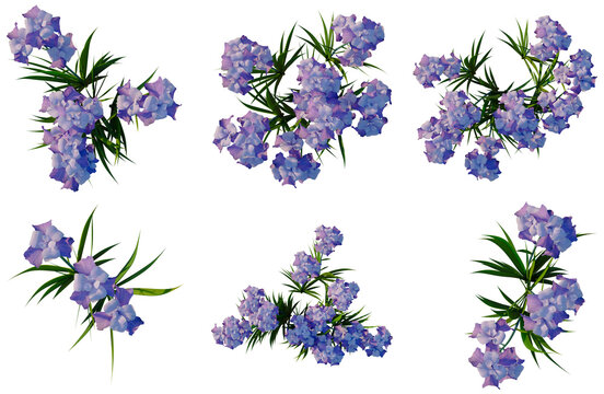 Set of Iris pallida tree plan, top view, cutout, transparent background, isolate, Purple flower sprigs collection for floral design projects - high resolution image